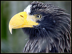 photo "" Sight-3...(See eagle) ""