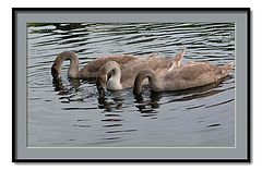 фото "cygnet ballet"