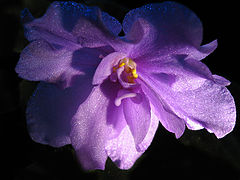 photo "In black"