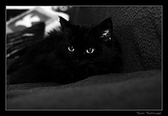 photo "...."
