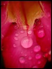 photo "Drop morning"