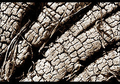 фото "wooden death"