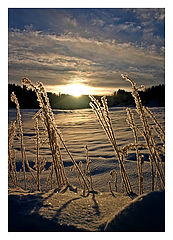 photo "Frosen day"