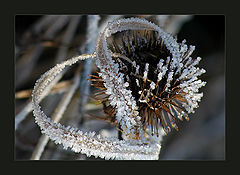photo "Swarovski"