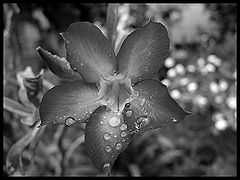 photo "Magic Drops"