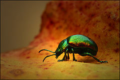 photo "tired"