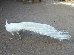 фото "Another White Peacock"