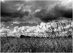 photo "clouds and grass"