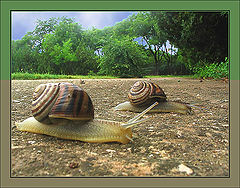 photo "Racing one another"