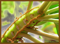 photo "Euphorbia"