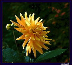 фото "yellow summerflower"