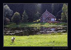 photo "On a coast of a forest pond"