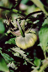 photo "Ripening..."