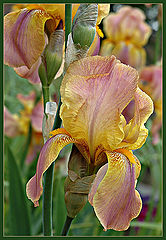 photo "*"