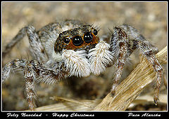 photo "Jumping spider"