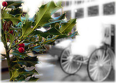 photo "Season`s Greetings"