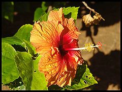 photo "Hibiscus"