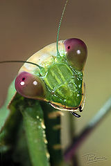photo "Mantis"
