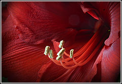 photo "red is red is red"