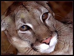 photo "" Sight-5...Puma)""