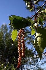 photo "On birch бруньках"