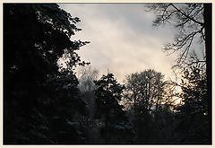 фото "Зимний лес"