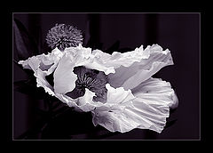photo "ballet"