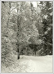 photo "Snow"