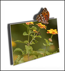 фото "Postcard from the southern latitudes"