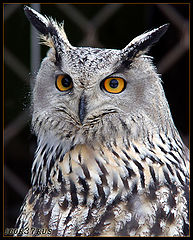 photo "" I the eagle Owl!... ""