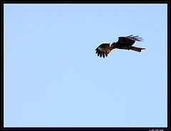 photo "Kite"