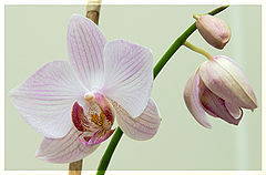 photo "Orchid #3"