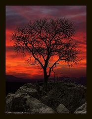 фото "tree"