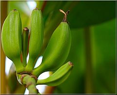 фото "Portuguese bananas"