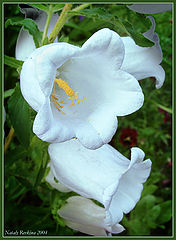 photo "Flowers"