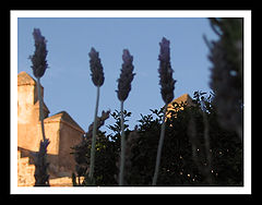 фото "Perpective"