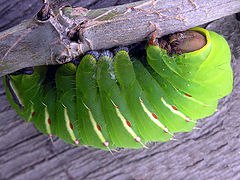 фото "prelude to metamorphosis 1"