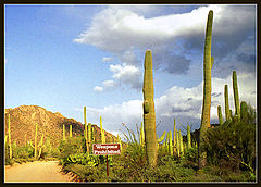 photo "Wild West!"