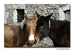 фото "Lovers"