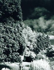 фото "The Forest"