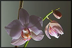 фото "Орхидеи и свет..."