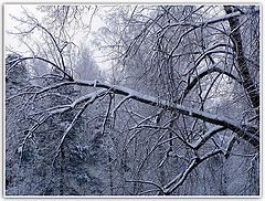 photo "New Year`s card"