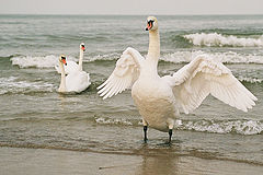 фото "clamorous wings (3)"