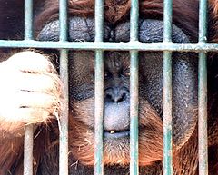 photo "Life behind bars"