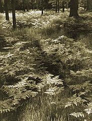 photo "Woodland Carpet"