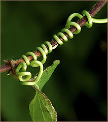 photo "Twist"