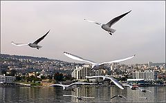 photo "Gulls of New Year."