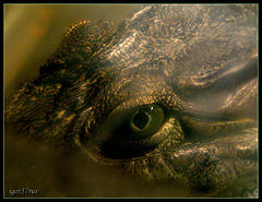 photo ""The sight - 7... (Crocodile Nilsky)"