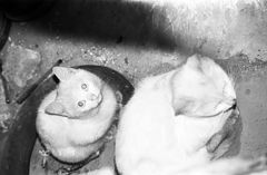 photo "2 little white cats"