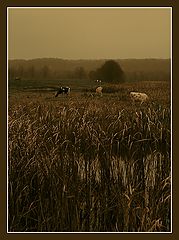photo "Late autumn in b/w color"